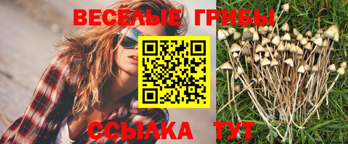 Галлюциногенные грибы Psilocybe  Вход с VPN  Мариинск 